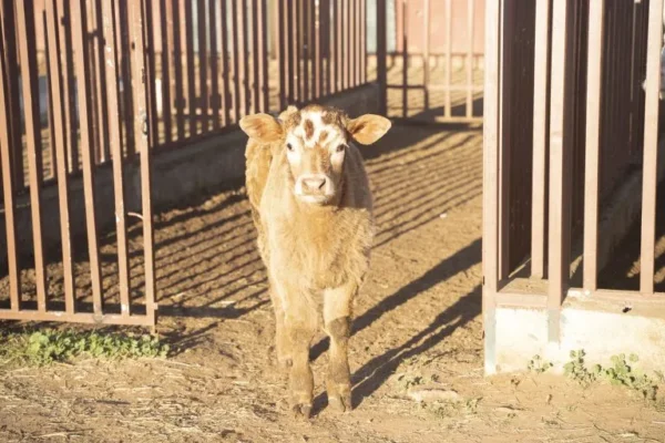 Tazota Ferme Rabat