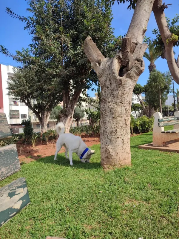 Jardin de Palestine
