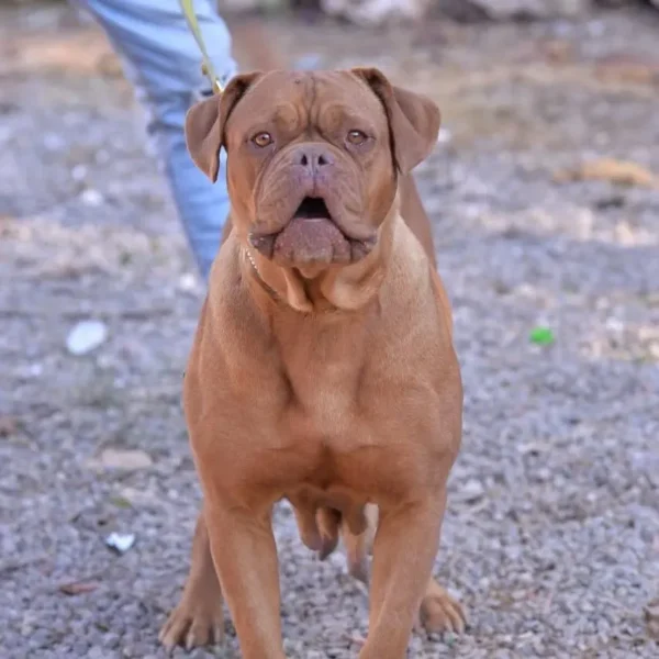 La Ferme Canine de Fès Fès