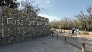 Forêt de Bouskoura