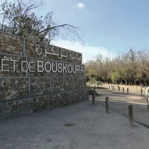 Forêt de Bouskoura 