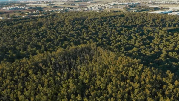 Forêt de Bouskoura
