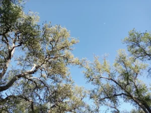 Forêt de Maâmora