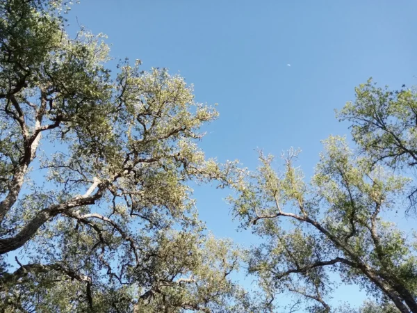 Forêt de Maâmora