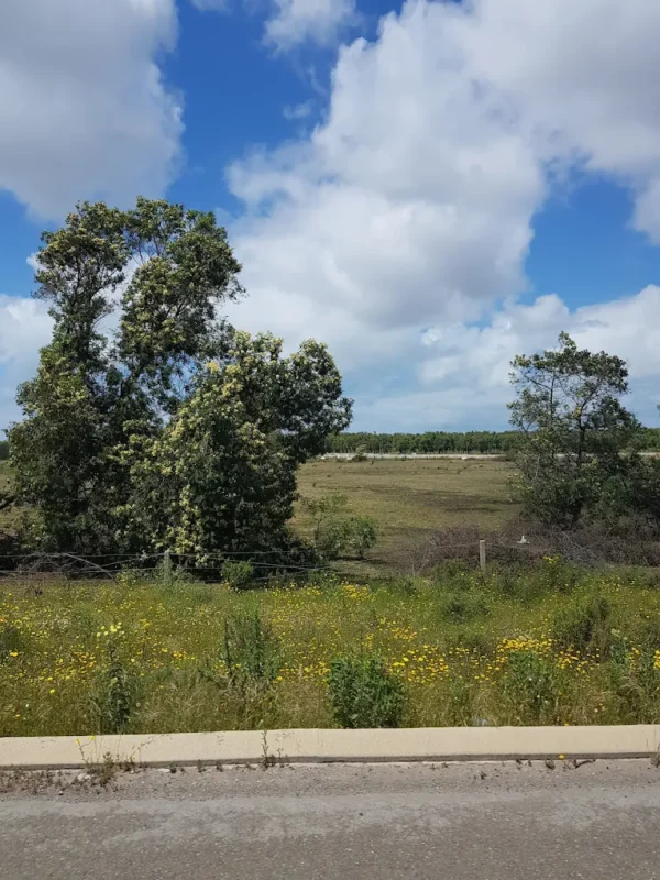 Forêt de Maâmora