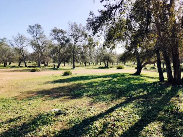Forêt de Maâmora