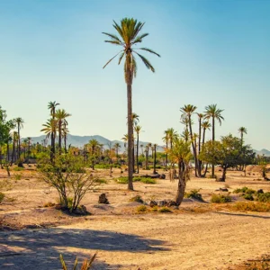 Palmeraie de Marrakech 