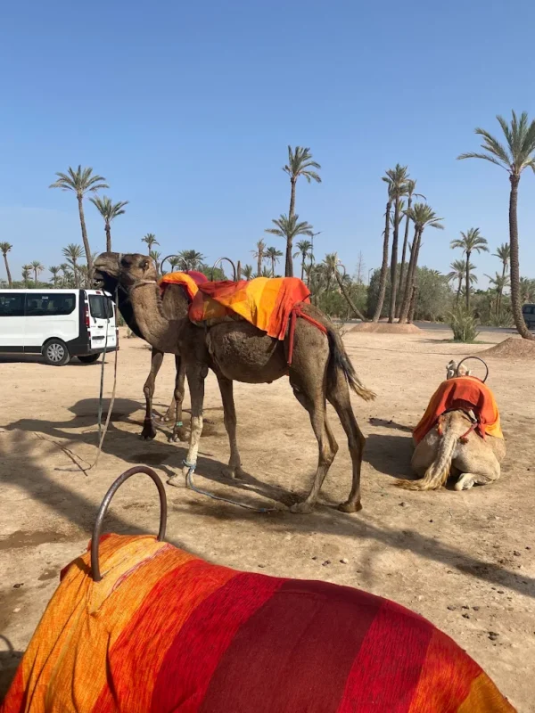 Palmeraie de Marrakech