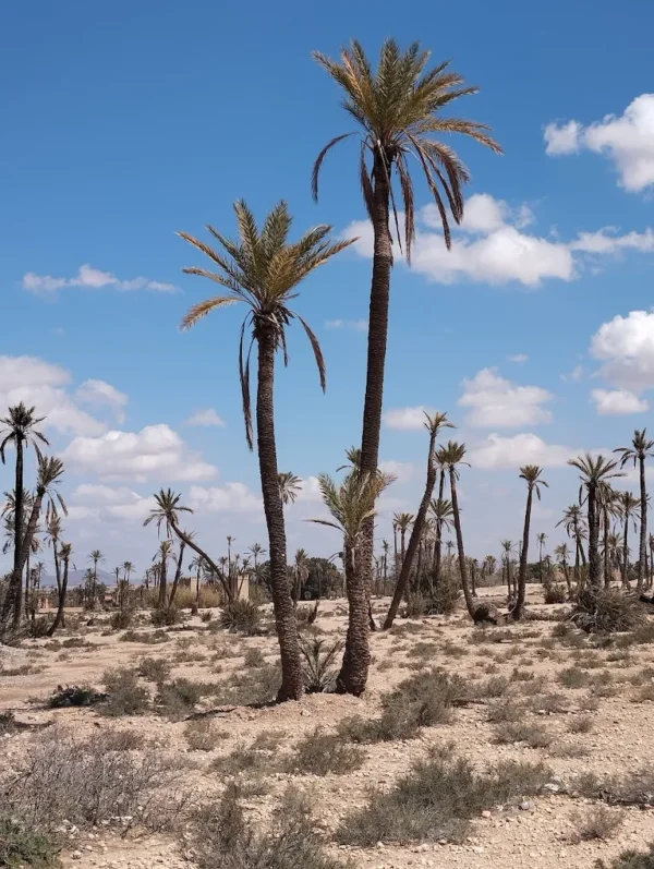 Palmeraie de Marrakech