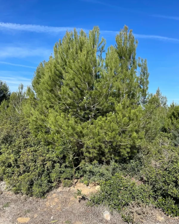 Forêt Diplomatique