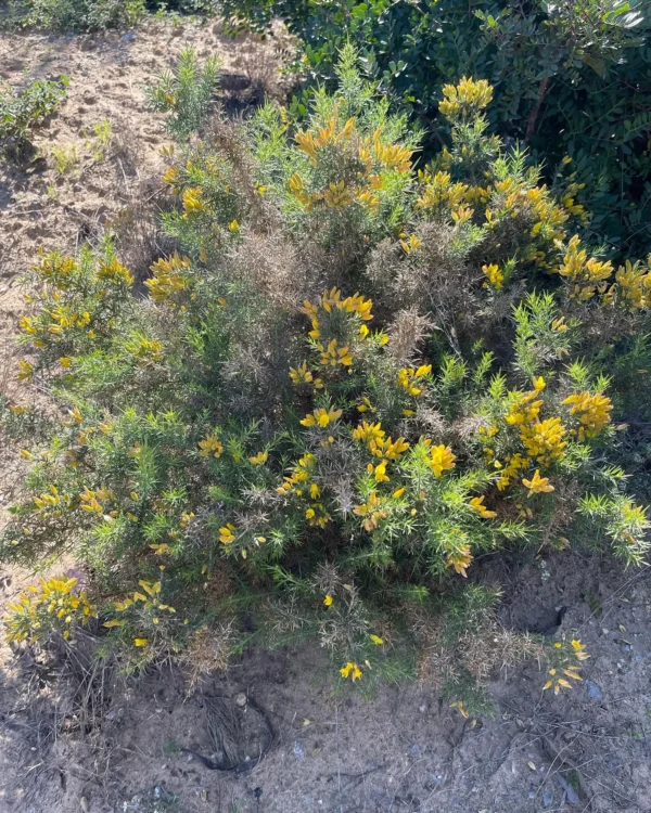 Forêt Diplomatique