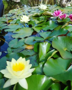 Jardin d’Essais Botaniques