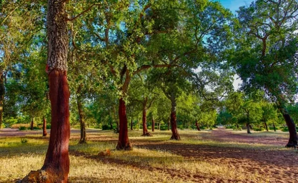 Forêt de Maâmora