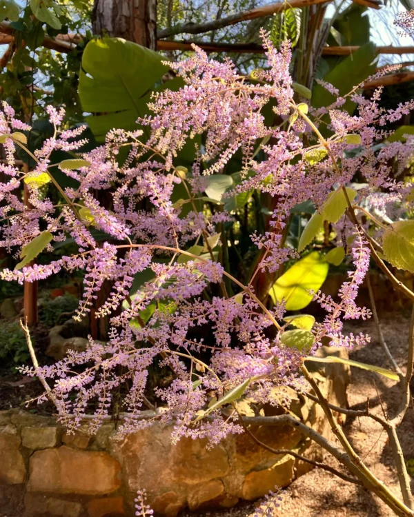 Donabo Botanical Gardens
