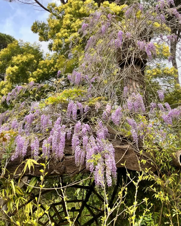 Donabo Botanical Gardens