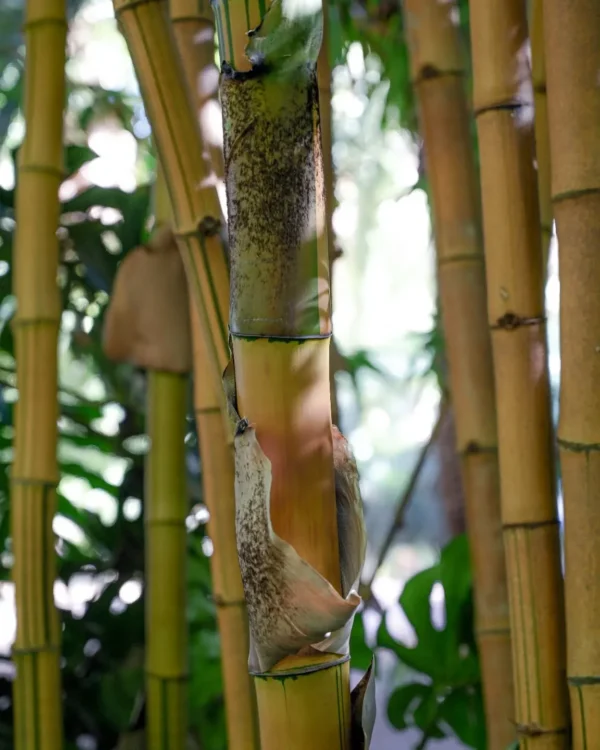 Le Jardin Majorelle