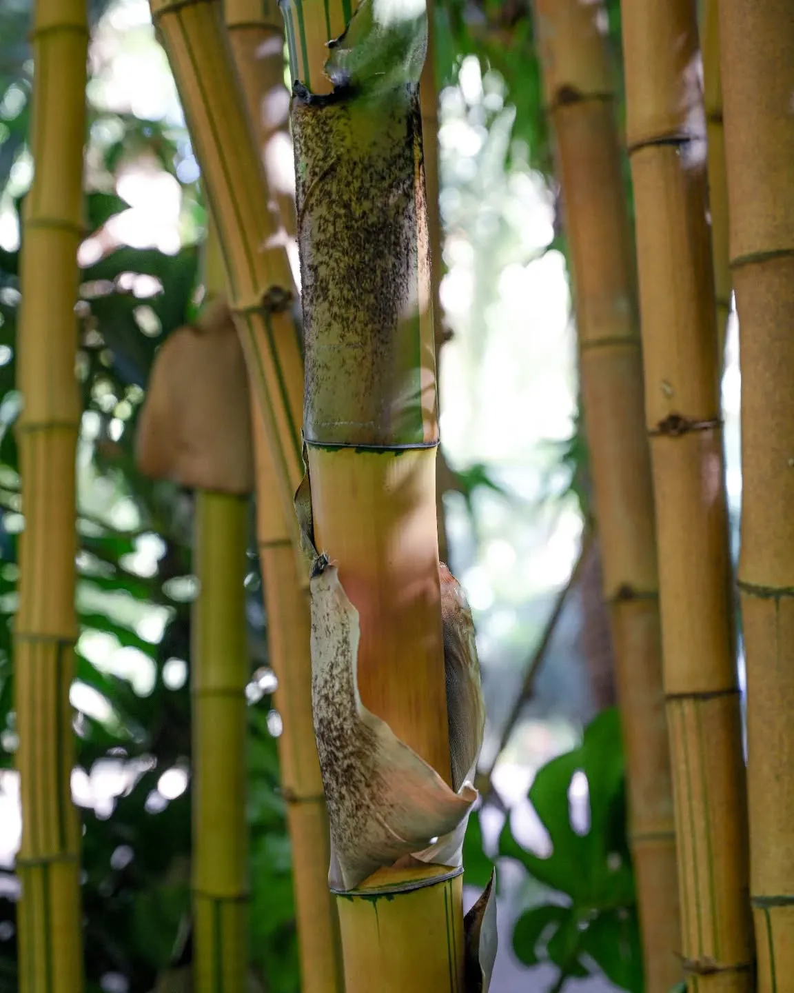Le Jardin Majorelle