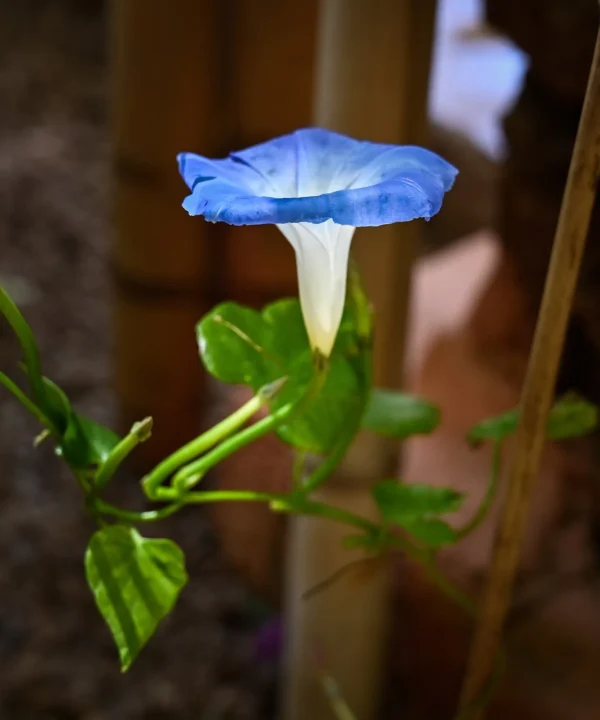 Le Jardin Majorelle