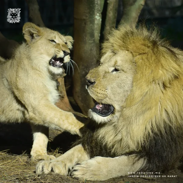 Jardin zoologique national de Rabat