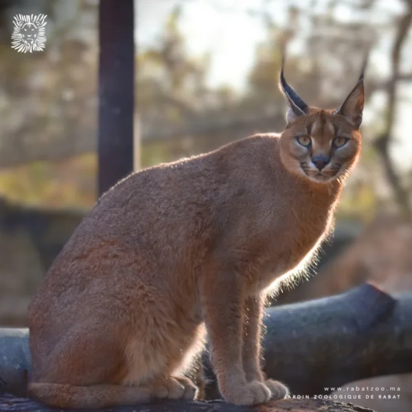 Jardin zoologique national de Rabat