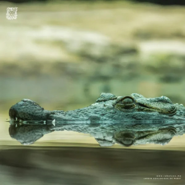 Jardin zoologique national de Rabat