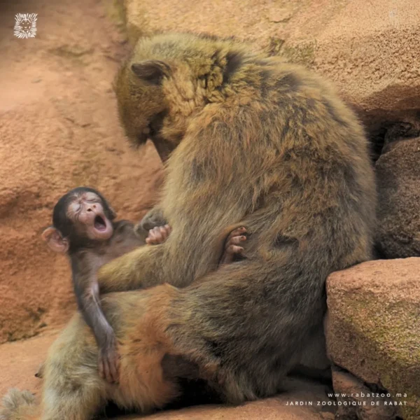 Jardin zoologique national de Rabat
