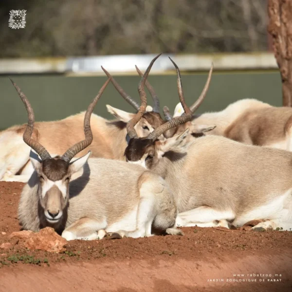Jardin zoologique national de Rabat