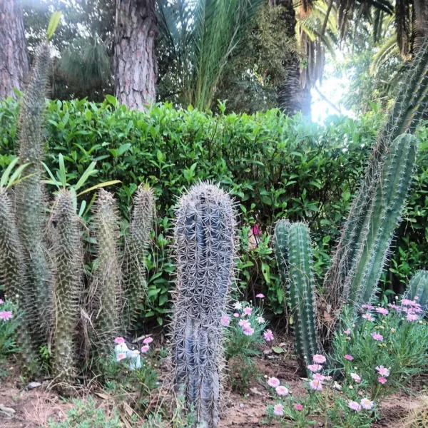Jardins Exotiques de Bouknadel
